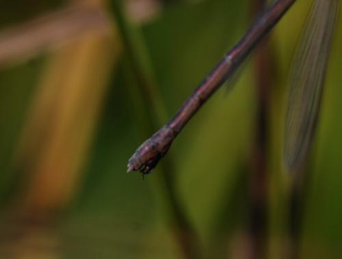 Lestes sp.