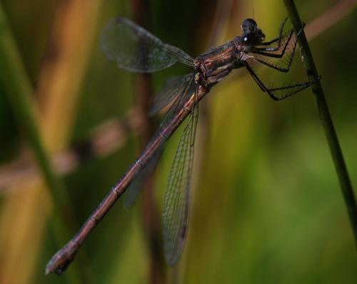 Lestes sp.