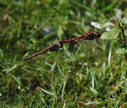 Sympetrum striolatum
