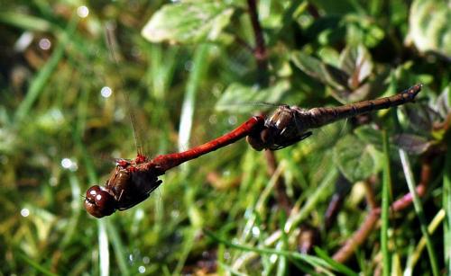 Sympetrum striolatum