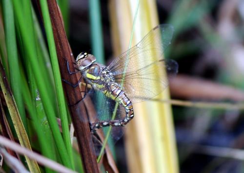 Réf. 129 446 : Aeshna mixta