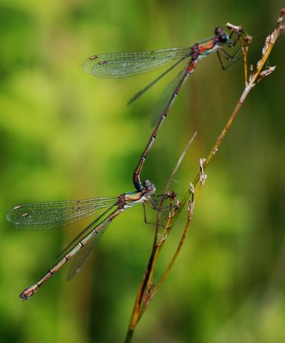 Chalcolestes viridis