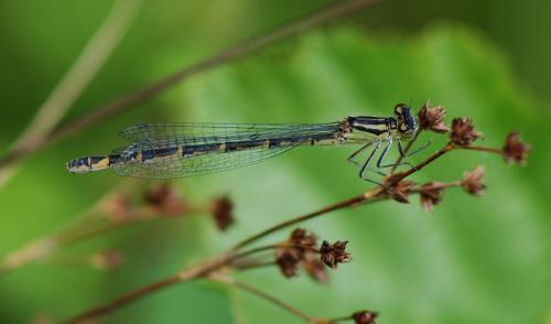 Enallagma cyathigerum