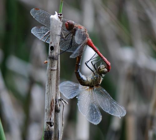Sympetrum sanguineum