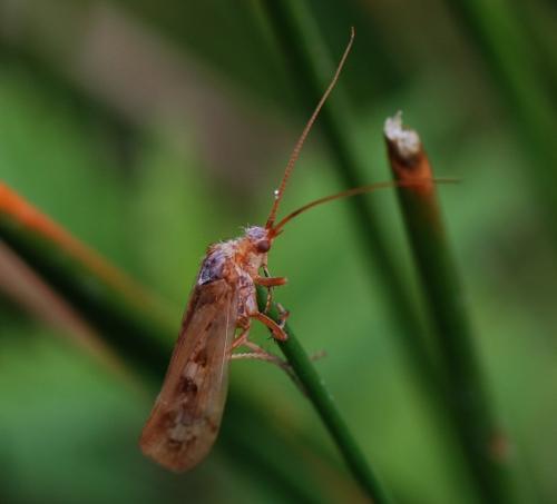Limnephilus marmoratus