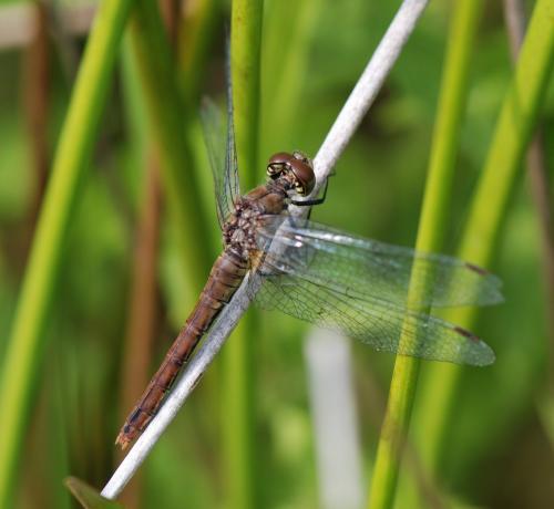 Sympetrum sanguineum