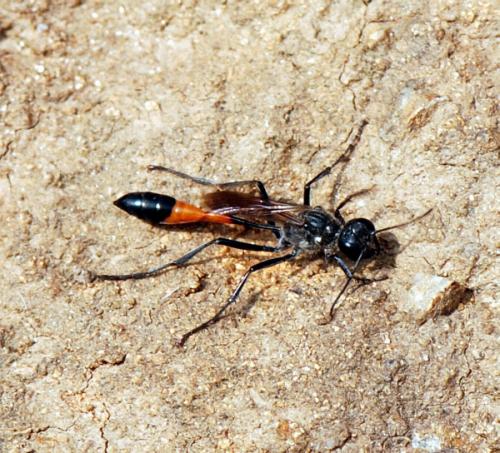 Ammophila sabulosa