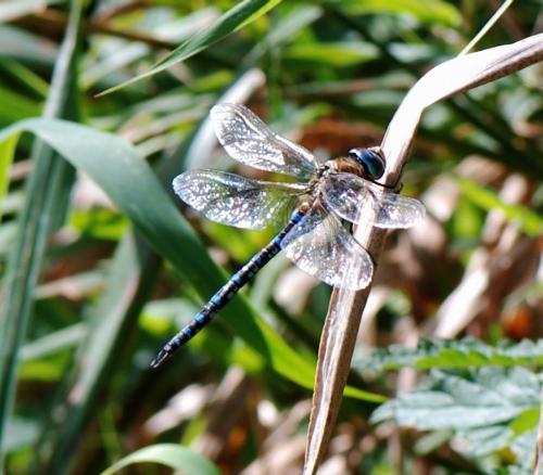 Aeshna mixta