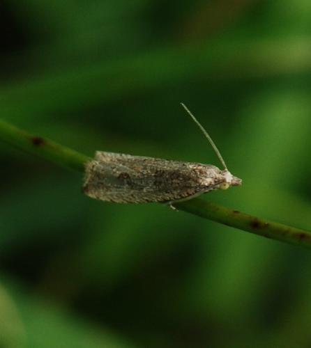 Réf. 129 877 : Bactra sp.