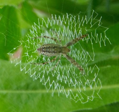 Réf. 129 177 : Argiope sp.