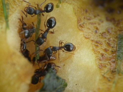 Réf. 129 893 : Tetramorium sp.