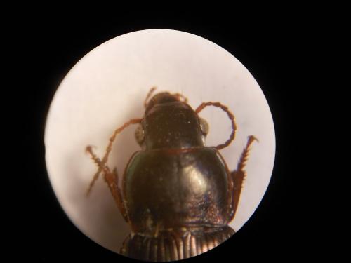 Harpalus sp.