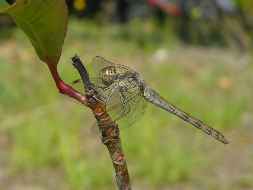 Sympetrum striolatum