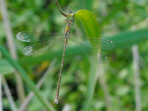 Réf. 129 802 : Lestes barbarus