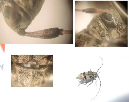 Leiopus sp.