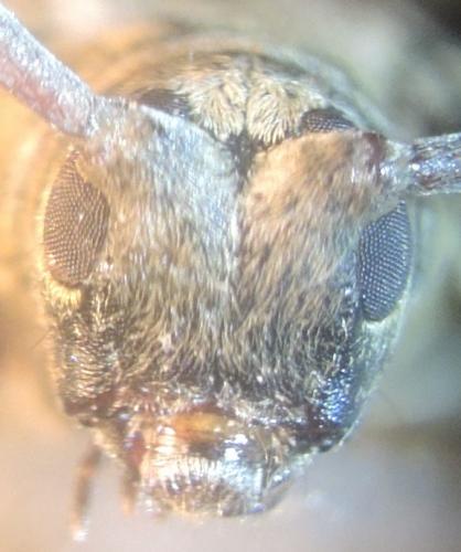 Leiopus sp.