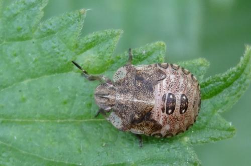 Dyroderes umbraculatus