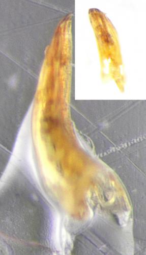 Bathysciola sp.