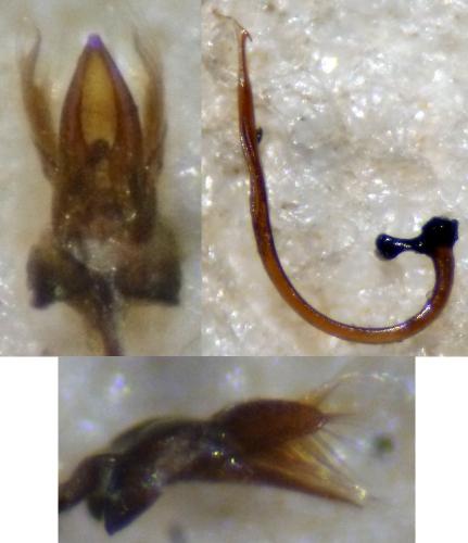 Scymnus frontalis