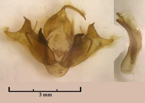 Réf. 129 119 : Epipsilia grisescens