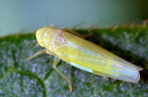 Réf. 129 184 : Emelyanoviana mollicula