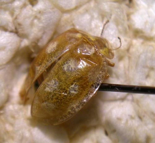 Halyzia sedecimguttata