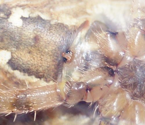 Réf. 129 514 : Araneus pallidus