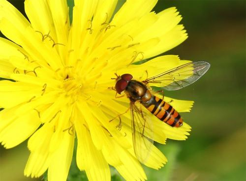 Episyrphus balteatus
