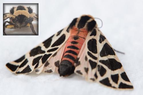 Réf. 129 479 : Cymbalophora pudica