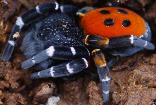 Eresus kollari