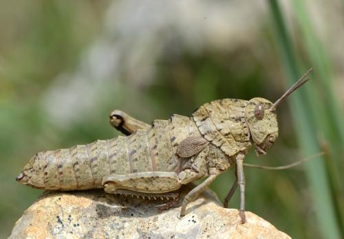 Kurtharzia nugatoria