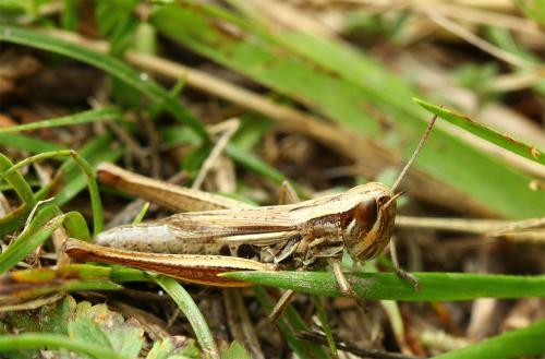 Euchorthippus declivus