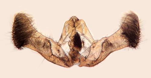 Eucosma cana