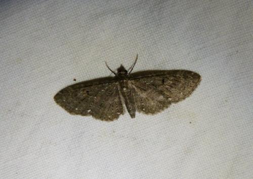 Réf. 129 925 : Eupithecia tripunctaria