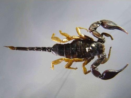 Euscorpius flavicaudis