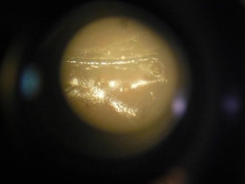Euscorpius flavicaudis