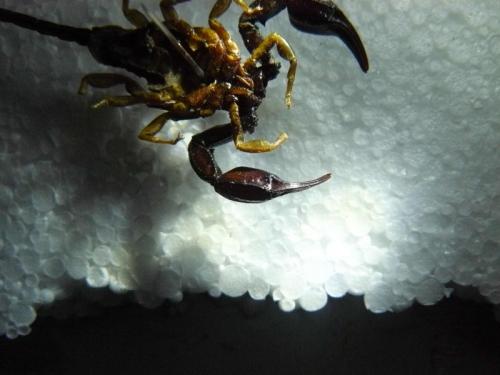 Réf. 129 095 : Euscorpius flavicaudis