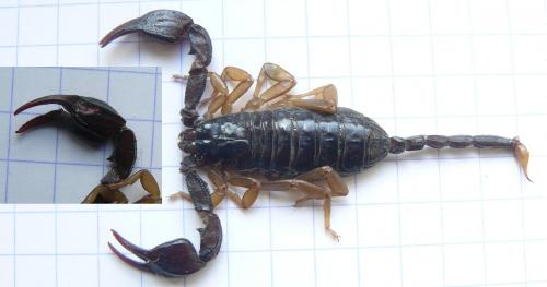 Euscorpius flavicaudis