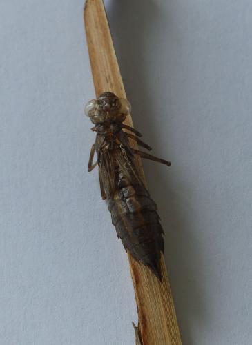 Réf. 129 209 : Aeshna mixta