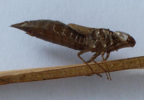 Aeshna mixta
