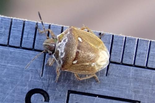 Réf. 129 561 : Eysarcoris ventralis