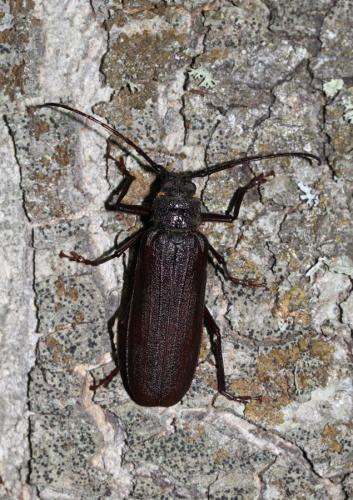 Prinobius myardi