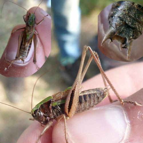 Réf. 129 463 : Metrioptera brachyptera