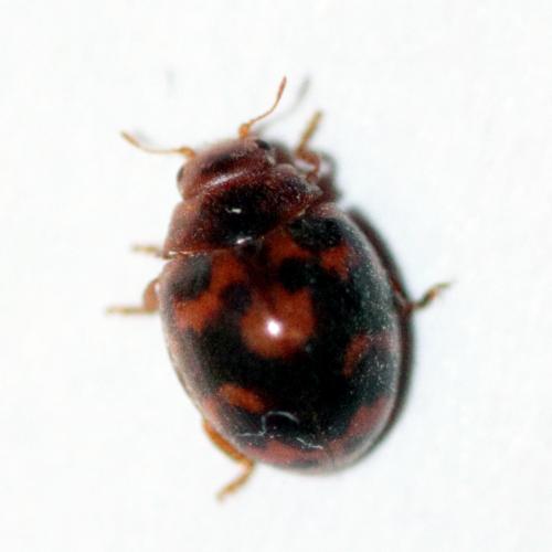 Réf. 129 537 : Subcoccinella vigintiquatuorpunctata