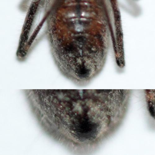 Réf. 129 467 : Coranus woodroffei