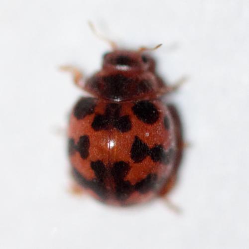 Subcoccinella vigintiquatuorpunctata