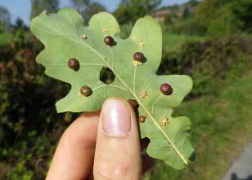 Cynips divisa