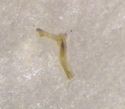 Mitopus morio