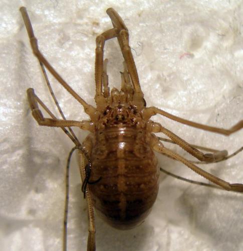 Réf. 129 788 : Opilio saxatilis