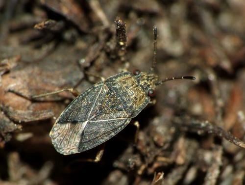 Gonianotus marginepunctatus
